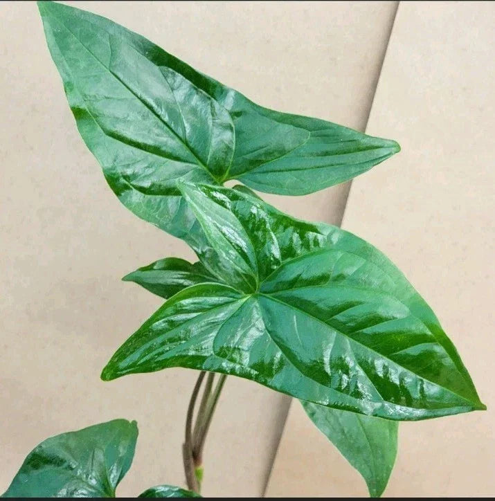 Syngonium Cuttings - 2 Green Arrowhead Propagation Plants - Syngonium podophyllum Indoor Houseplants