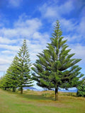 Norfolk Island Pine Seeds - Araucaria excelsa Indoor Houseplant & Christmas Tree Variety, Pack of 10 Seeds
