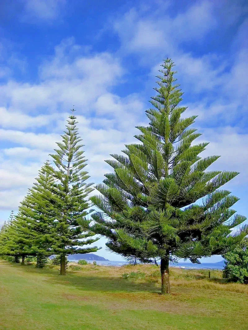 Norfolk Island Pine Seeds - Araucaria excelsa Indoor Houseplant & Christmas Tree Variety, Pack of 10 Seeds