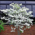 Flowering Dogwood Tree Seeds - 20 Seeds - Cornus florida - Deciduous Flowering Tree for Garden & Landscape