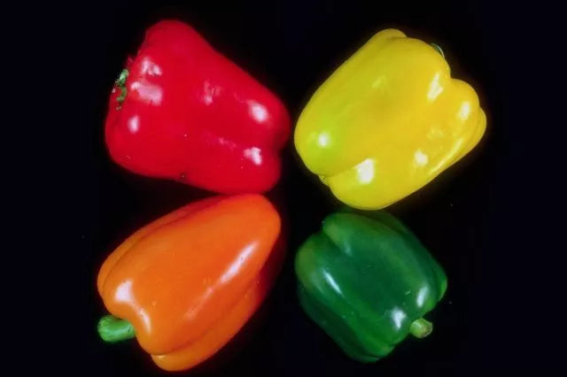 Bell Pepper Seeds - Assorted Colors (Red, Yellow, Green, Orange) - Capsicum annuum - 20 Seeds