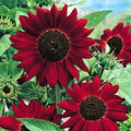 Red Sunflower Seeds - 50 Pack Helianthus annuus Vibrant Red Blooms for Garden Planting