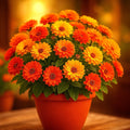 Marigold Seeds - 500+ Count Autumn Mix - Dwarf Tagetes patula for Pest Repellent & Garden Color