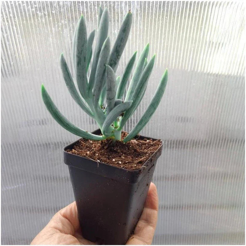 Blue Chalk Sticks Succulent Cuttings - Senecio Mandraliscae - 2 Plant Propagation Cuttings for DIY Arrangements