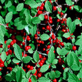 Nanking Cherry Tree Seeds - Compact Prunus tomentosa Dwarf Fruit Tree for Small Gardens & Containers