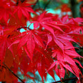Red Japanese Maple Tree Seeds - Palmatum Atropurpureum, Bonsai & Landscape, 10 Pack