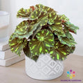 Neon Splash Begonia Seeds - 25+ Pack for Garden Planting - Begonia x tuberhybrida - Vibrant Multi-Color Flowers