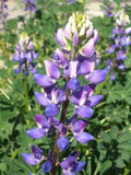 Hollowleaf Annual Lupine Seeds - Arroyo & Succulent Variety, Blue to Purple Flowers, Drought-Tolerant, Native Plant, 10 Seeds