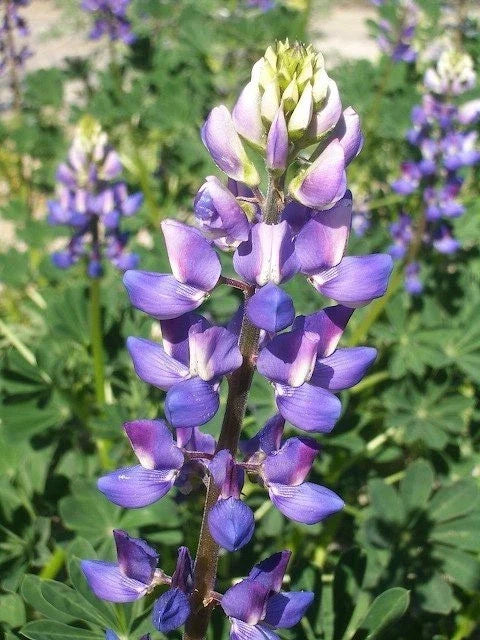 Hollowleaf Annual Lupine Seeds - Arroyo & Succulent Variety, Blue to Purple Flowers, Drought-Tolerant, Native Plant, 10 Seeds