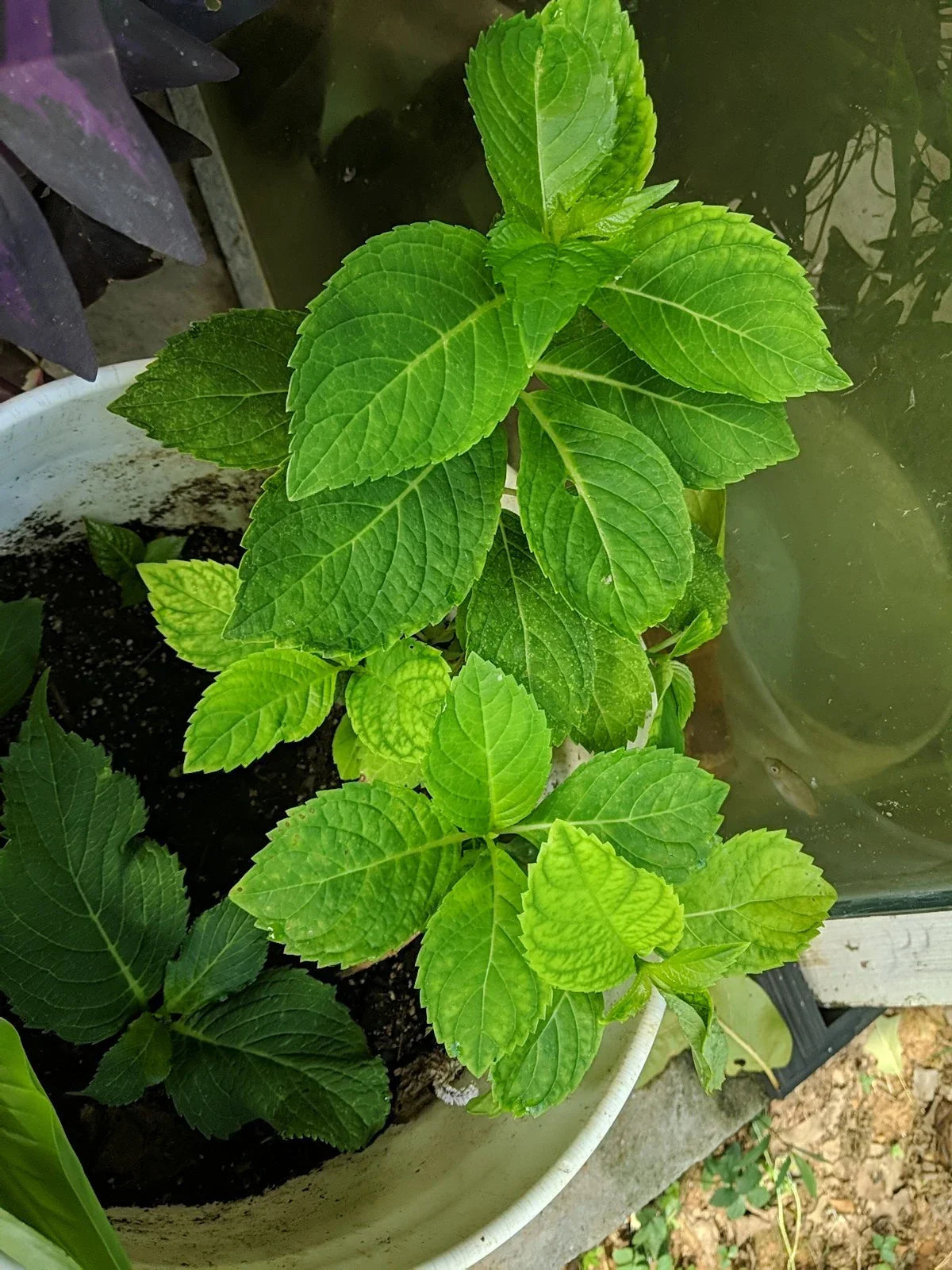 Nikko Blue/Pink Hydrangea Cutting – Fully Rooted 4-6 Inch Live Plant – Hydrangea macrophylla, Blue and Pink Blooms