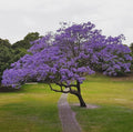 Blue Jacaranda Tree Plant - 6-8 Inches Live Indoor Outdoor Jacaranda Mimosifolia Garden Tree