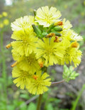Organic Youngia Japonica Seeds - Asiatic Hawksbeard Medicinal Herb, Non-GMO, 100 Seeds for Herbal Gardens & Landscaping