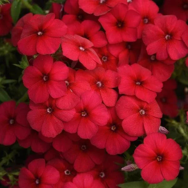 Gisele Red Phlox Seeds - 100+ Packets, Perennial Garden Flower Seeds, Phlox paniculata, Vibrant Red Blooms, Attracts Pollinators