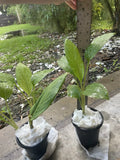Live Starter Plants 14” Potted Finger Root Krachai Chinese Ginger Keys Boesenbergia rotunda