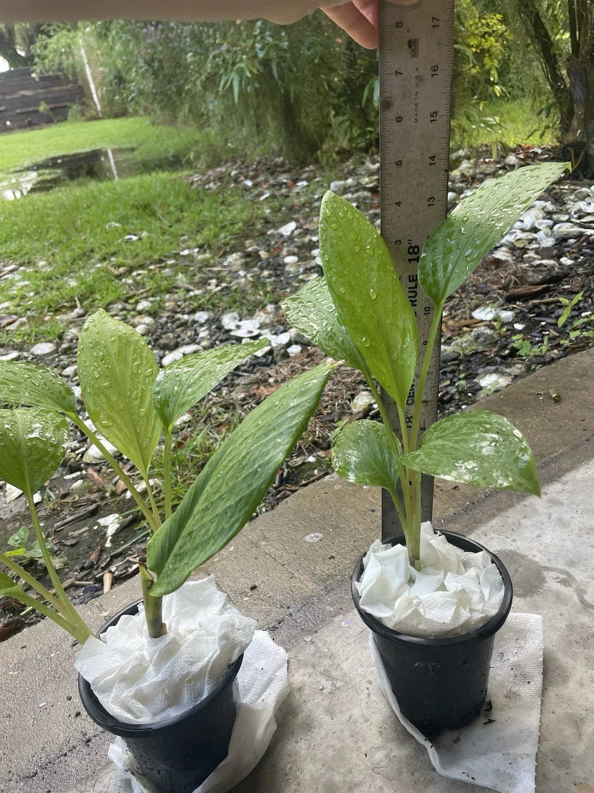 Live Starter Plants 14” Potted Finger Root Krachai Chinese Ginger Keys Boesenbergia rotunda