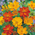 Cosmos Seeds POLIDOR Mix Citrus Shades Non-GMO Flower Seeds 100 Pack, Vibrant Garden Bloom, Cosmos bipinnatus