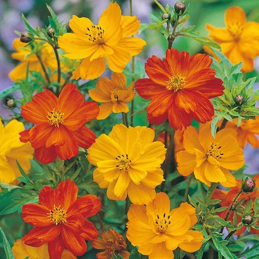 Cosmos Seeds POLIDOR Mix Citrus Shades Non-GMO Flower Seeds 100 Pack, Vibrant Garden Bloom, Cosmos bipinnatus
