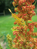 Lambsquarters Seeds for Planting – Organic Non-GMO Chenopodium Album Heirloom Garden Herbs, Edible Greens, 100 Seeds