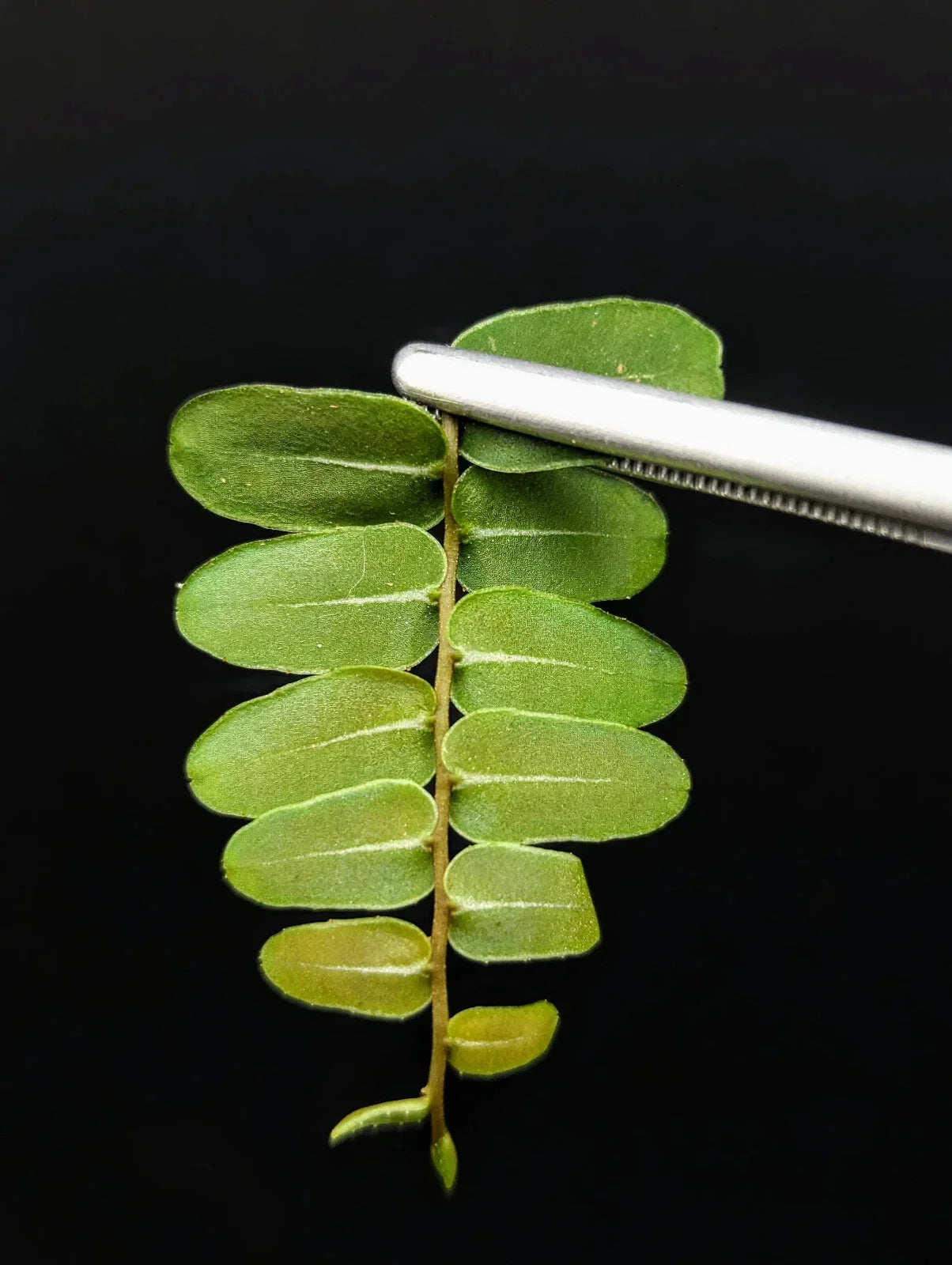 Marcgravia sp Olivine Cutting - 10-Leaf Rare Tropical Terrarium Plant