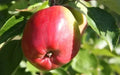Berner Rosen Apple Seeds – Malus domestica Fruit Tree Pack of 25+ Non-GMO Heirloom Variety for Garden Planting