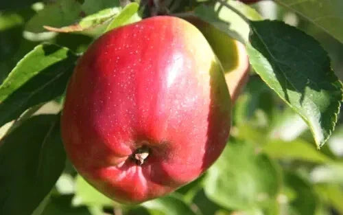 Berner Rosen Apple Seeds – Malus domestica Fruit Tree Pack of 25+ Non-GMO Heirloom Variety for Garden Planting
