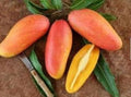 Grafted Maha Chanook Mango Live Plant 3-Gallon Pot Tropical Fruit Tree Mangifera indica