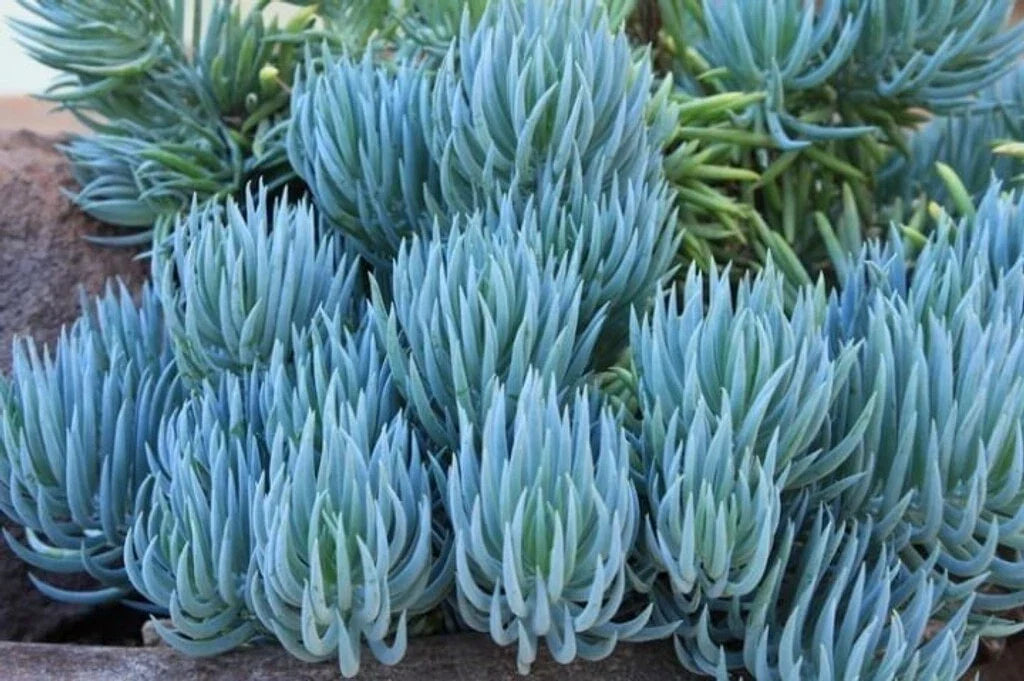 Blue Chalk Sticks Succulent Cutting - Senecio mandraliscae - Easy Care Live Plant for Indoor & Outdoor Gardens