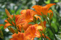 Wild Orange Day Lily Bare Root - Tawny Ditch Lily (Hemerocallis fulva) for Pond or Bog Gardens