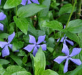 25+ Vinca Minor Periwinkle Live Plants - Hardy Creeping Myrtle Ground Cover for CT Gardens