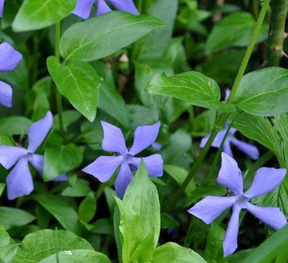 25+ Vinca Minor Periwinkle Live Plants - Hardy Creeping Myrtle Ground Cover for CT Gardens