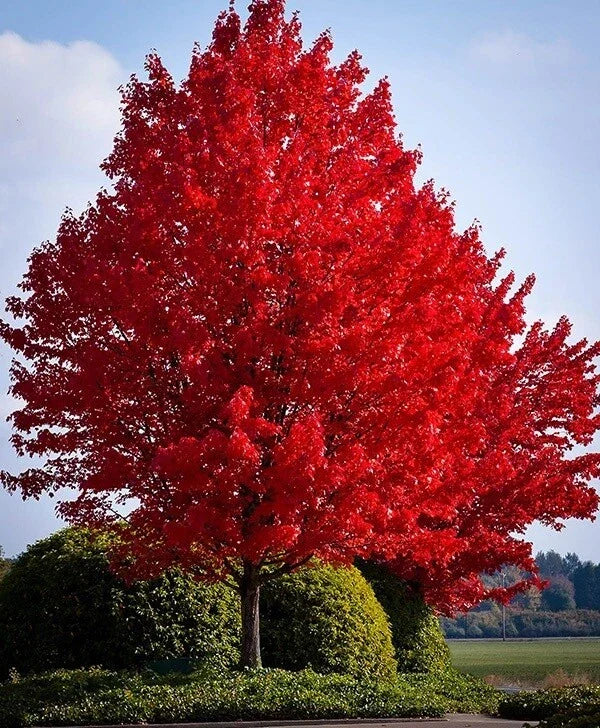 Red Maple Live Bare Root Plant - Acer rubrum - Vibrant Red Foliage, Hardy Zones 4-9, 16-24 Inches