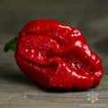 Trinidad Moruga Scorpion Hot Pepper Seeds – 25+ Pack, Capsicum chinense, Extremely Hot, Non-GMO, USA Grown, Free Shipping