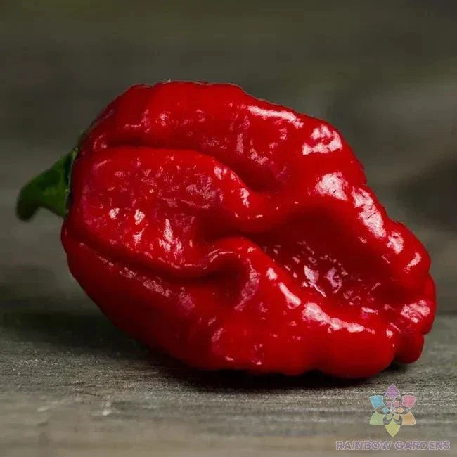 Trinidad Moruga Scorpion Hot Pepper Seeds – 25+ Pack, Capsicum chinense, Extremely Hot, Non-GMO, USA Grown, Free Shipping