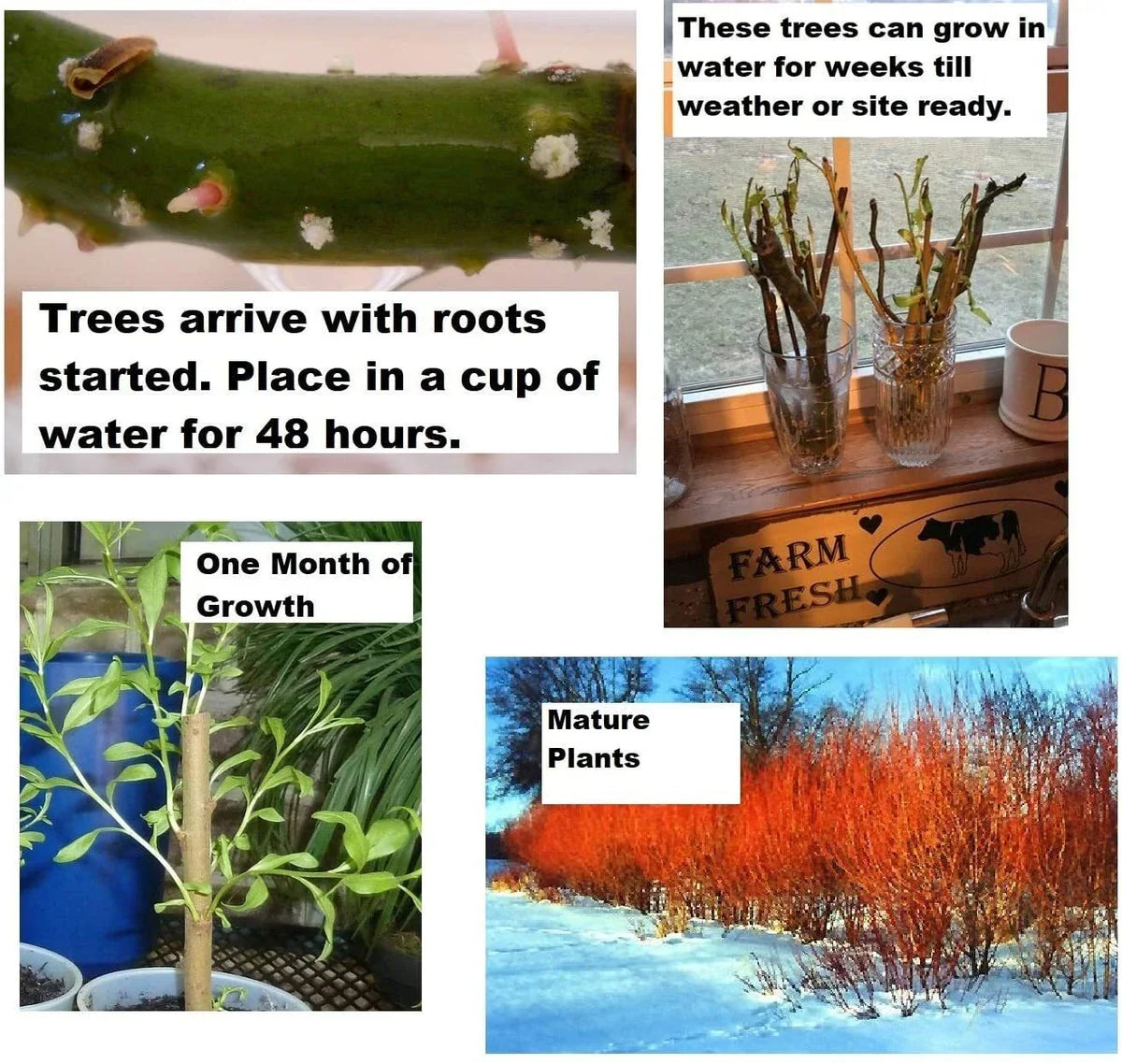 Flame Willow Tree Cuttings - Vibrant Orange & Red Bark - Salix × fragilis - Garden Plants for Landscaping