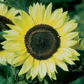 Lemon Queen Sunflower Seeds - 100 Count, Helianthus annuus, Bright Yellow, Full Sun, Tall, Easy Grow