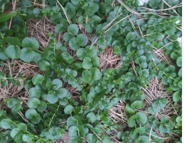 Creeping Jenny Groundcover Plants - 3 Starts - Dark Green Lysimachia nummularia - Low Maintenance, Erosion Control