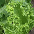 Southern Giant Curled Mustard Seeds - NON-GMO Brassica juncea, Heirloom, Curled Green Leaves, Seed Packet