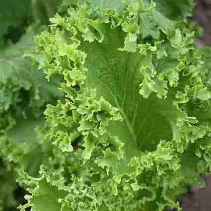 Southern Giant Curled Mustard Seeds - NON-GMO Brassica juncea, Heirloom, Curled Green Leaves, Seed Packet