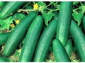 Cucumber Seeds - 60 Pack - Straight Eight Variety - Cucumis sativus - Ideal for Pickling & Fresh Salads