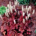 Heucherella 'Red Rover' Coral Bells Bare Root Perennial Plant, Zone 4-9, Coppery Red Foliage, Shade Garden Plant