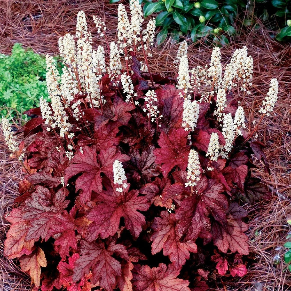 Heucherella 'Red Rover' Coral Bells Bare Root Perennial Plant, Zone 4-9, Coppery Red Foliage, Shade Garden Plant