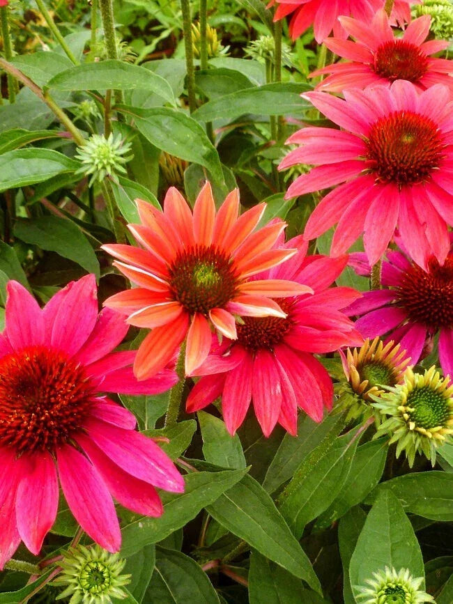 50 Coneflower Seeds - Echinacea purpurea Perennial Flower Seeds for Garden, Pollinator Attractant, USA Grown