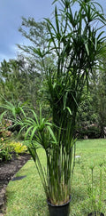 Umbrella Palm Plant 4" Pot - Cyperus alternifolius Indoor Outdoor Aquatic Plant