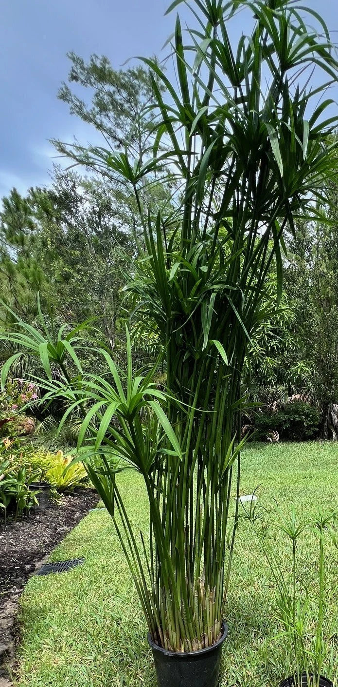 Umbrella Palm Plant 4" Pot - Cyperus alternifolius Indoor Outdoor Aquatic Plant