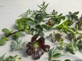 Random Succulent Cuttings - 12 Varieties for Propagation, DIY Terrariums & Home Decor - Unrooted Succulent Plants