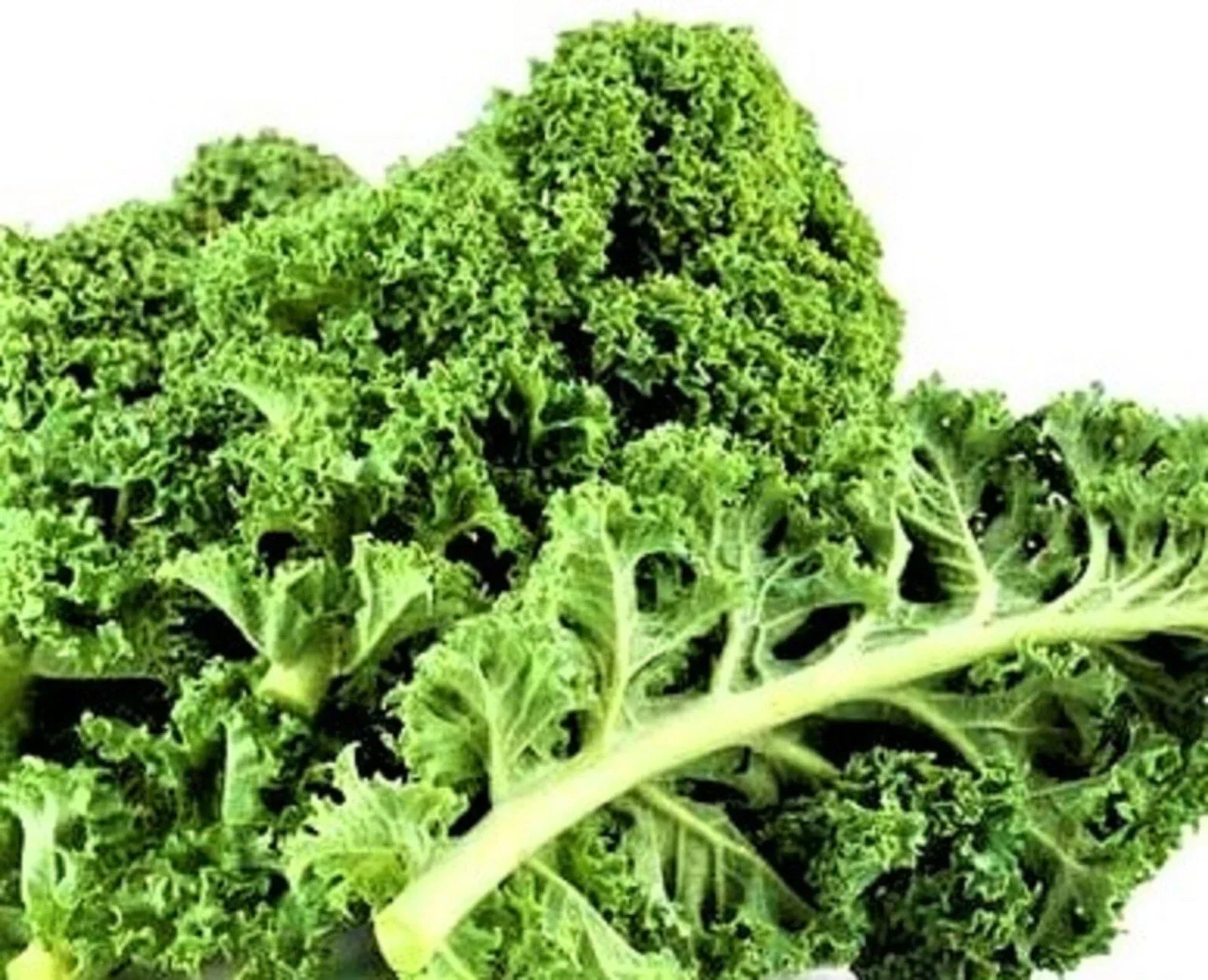 Dwarf Siberian Kale Seeds – Non-GMO Brassica oleracea var. sabellica, Compact Bushy Growth, 200+ Seeds for Home Gardening