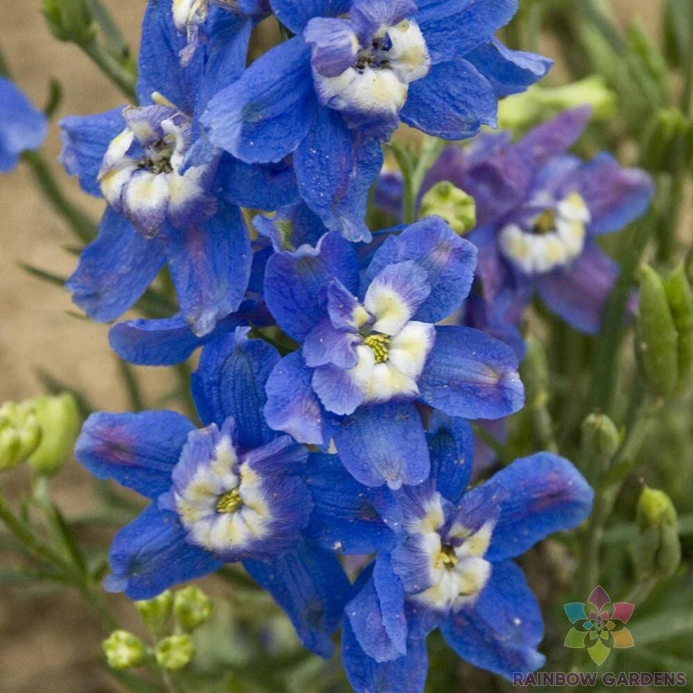 Delphinium Seeds - Summer Cloud Variety - Blue & Purple Flowers - Delphinium elatum Garden Planting, Perennial, 200+ Seeds
