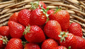 Sweet Strawberry Seeds - 150 Count, Fragaria × ananassa, Organic, Edible Garden, Home Growing, Compact, Juicy Fruit