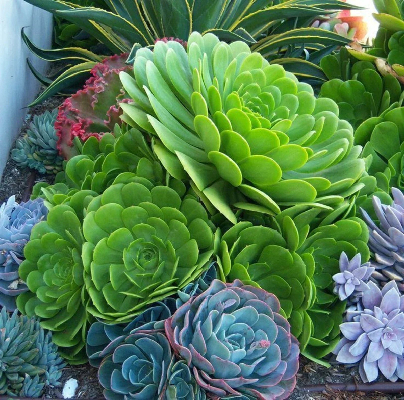Rare Aeonium Arboreum Green Cutting - Live Succulent Plant, Rosette Form, Drought-Resistant, Indoor & Outdoor Gardening