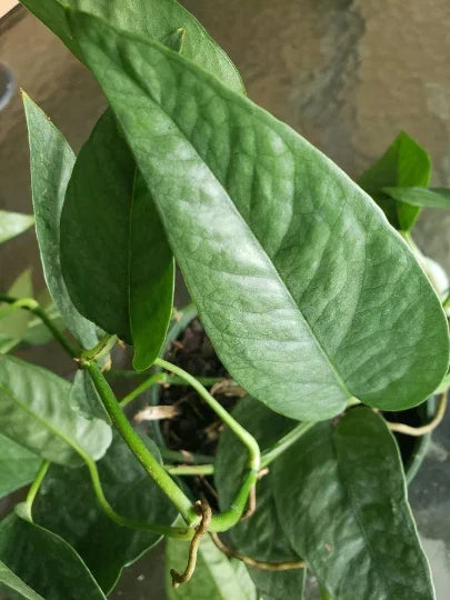Cebu Blue Pothos Plant - 4" Pot, Epipremnum Pinnatum, Climbing Philodendron, Easy Care Indoor Plant